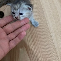 Scottish Fold, Kedi  yumak fotoğrafı