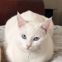 Scottish Fold, Kedi  yumak fotoğrafı