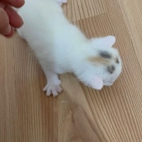 Scottish Fold, Kedi  yumak fotoğrafı