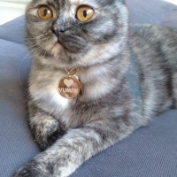 Scottish Fold, Kedi  yumak fotoğrafı
