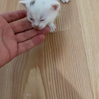 Scottish Fold, Kedi  yumak fotoğrafı