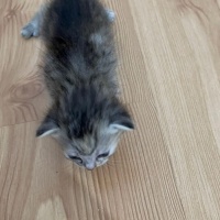 Scottish Fold, Kedi  yumak fotoğrafı