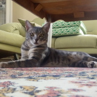 İran Kedisi (Persian), Kedi  Duman fotoğrafı