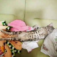 İran Kedisi (Persian), Kedi  Duman fotoğrafı