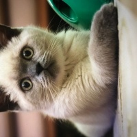 British Shorthair, Kedi  Ares fotoğrafı