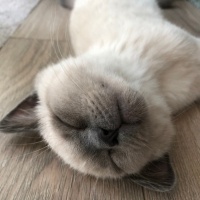 British Shorthair, Kedi  Ares fotoğrafı