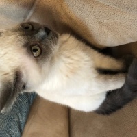 British Shorthair, Kedi  Ares fotoğrafı