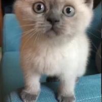 British Shorthair, Kedi  Ares fotoğrafı
