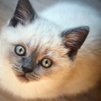 British Shorthair, Kedi  Ares fotoğrafı