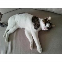 Tekir Kedi, Kedi  Ege fotoğrafı