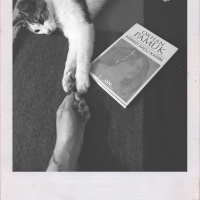 Tekir Kedi, Kedi  Ege fotoğrafı