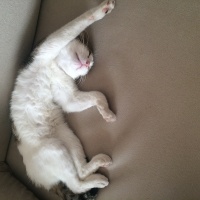 Tekir Kedi, Kedi  Ege fotoğrafı