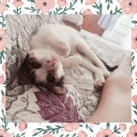 Tekir Kedi, Kedi  Ege fotoğrafı