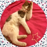 Tekir Kedi, Kedi  Ege fotoğrafı