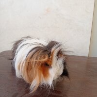 Guinea Pig, Kemirgen  ginepig fotoğrafı