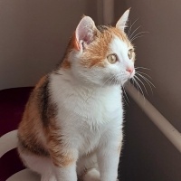 Tekir Kedi, Kedi  Sultan fotoğrafı