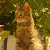 Tekir Kedi, Kedi  İnci fotoğrafı