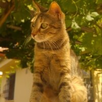 Tekir Kedi, Kedi  İnci fotoğrafı