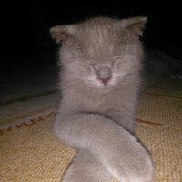 Scottish Fold, Kedi  Leo fotoğrafı