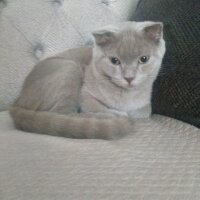 Scottish Fold, Kedi  Leo fotoğrafı