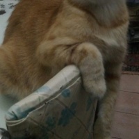 Sarman, Kedi  Minnoş fotoğrafı