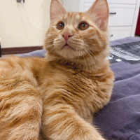 Sarman, Kedi  Şesu fotoğrafı