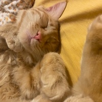 Sarman, Kedi  Şesu fotoğrafı