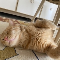 Sarman, Kedi  Şesu fotoğrafı