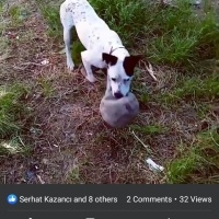 Dogo Arjantin, Köpek  Pablo fotoğrafı