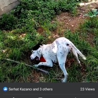 Dogo Arjantin, Köpek  Pablo fotoğrafı