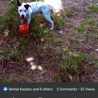 Dogo Arjantin, Köpek  Pablo fotoğrafı