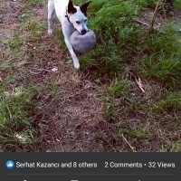 Dogo Arjantin, Köpek  Pablo fotoğrafı