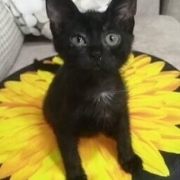 Tekir Kedi, Kedi  Zeytin fotoğrafı
