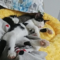 Tekir Kedi, Kedi  Panda fotoğrafı