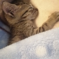 Tekir Kedi, Kedi  Speedy fotoğrafı