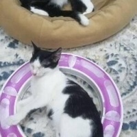 Tekir Kedi, Kedi  Minnoş fotoğrafı