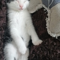 Tekir Kedi, Kedi  Minnoş fotoğrafı