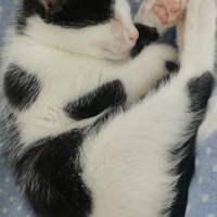 Tekir Kedi, Kedi  Minnoş fotoğrafı