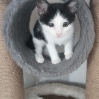 Tekir Kedi, Kedi  Minnoş fotoğrafı