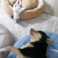 Tekir Kedi, Kedi  Minnoş fotoğrafı