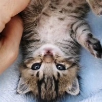 Tekir Kedi, Kedi  Eşkıya fotoğrafı