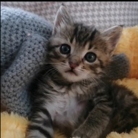 Tekir Kedi, Kedi  Eşkıya fotoğrafı