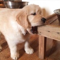 Golden Retriever, Köpek  coco fotoğrafı