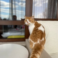 British Shorthair, Kedi  Boncuk fotoğrafı