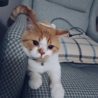 British Shorthair, Kedi  Boncuk fotoğrafı