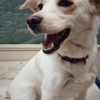 Chihuahua, Köpek  Şeker fotoğrafı