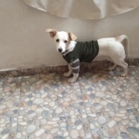 Chihuahua, Köpek  Şeker fotoğrafı