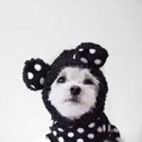 Maltese, Köpek  mari fotoğrafı