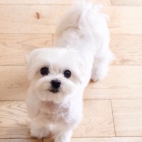 Maltese, Köpek  mari fotoğrafı