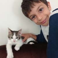 Tekir Kedi, Kedi  Pati fotoğrafı